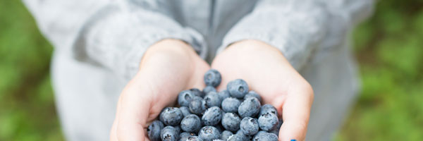 Fresh Blueberries
