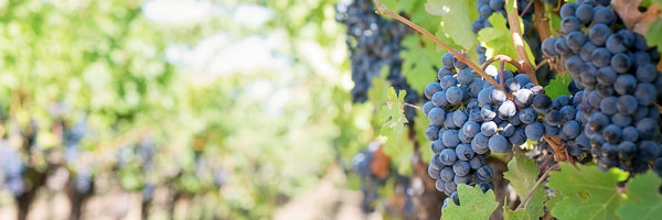 Juicy Grapes
