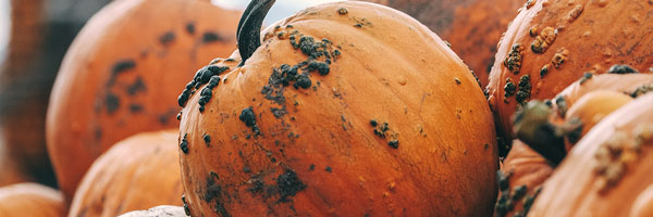 Delicious Pumpkins
