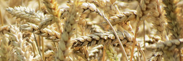 Golden Wheat